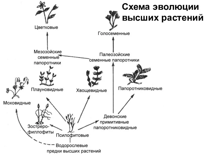 Схема эволюции высших растений