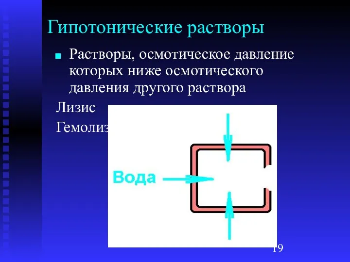 Гипотонические растворы Растворы, осмотическое давление которых ниже осмотического давления другого раствора Лизис Гемолиз