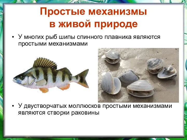 Простые механизмы в живой природе У многих рыб шипы спинного