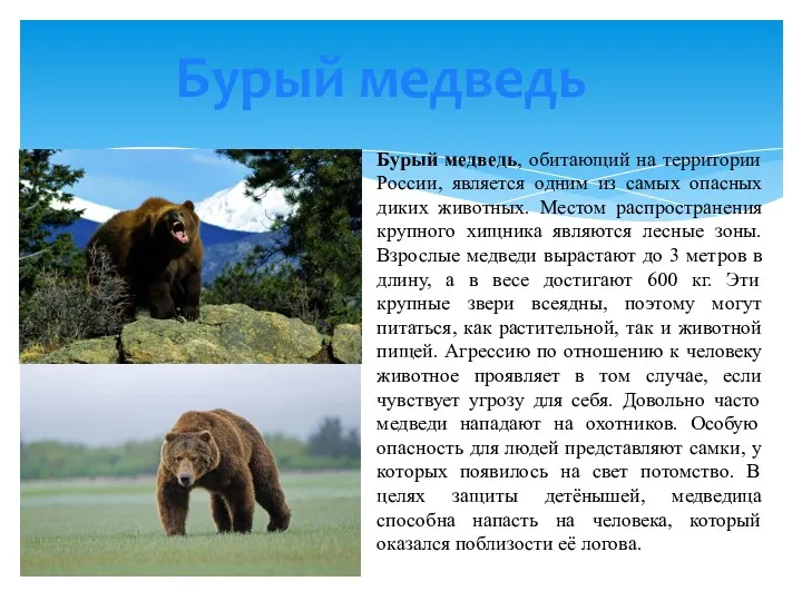 Бурый медведь Бурый медведь, обитающий на территории России, является одним
