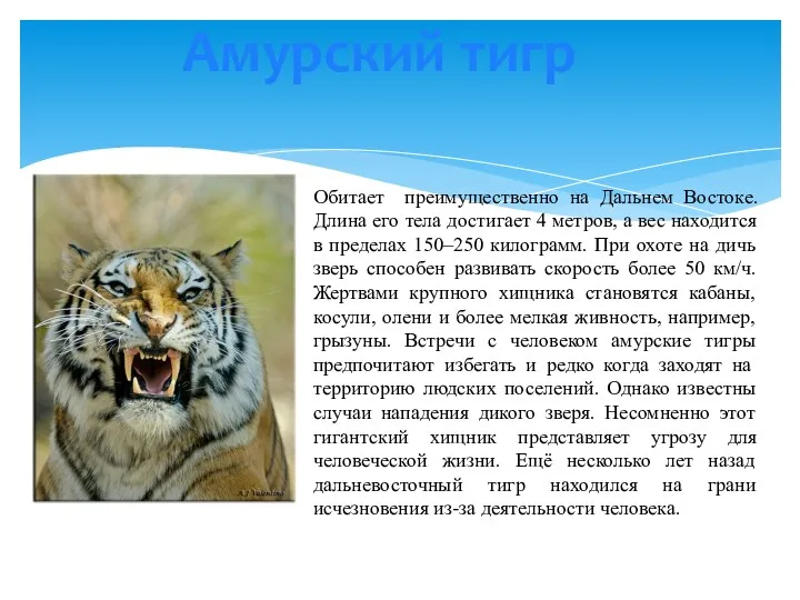 Амурский тигр Обитает преимущественно на Дальнем Востоке. Длина его тела