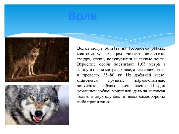 Волки могут обитать на абсолютно разных местностях, но предпочитают лесостепи,