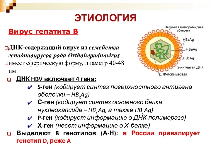 ЭТИОЛОГИЯ Вирус гепатита В ДНК-содержащий вирус из семейства гепаднавирусов рода