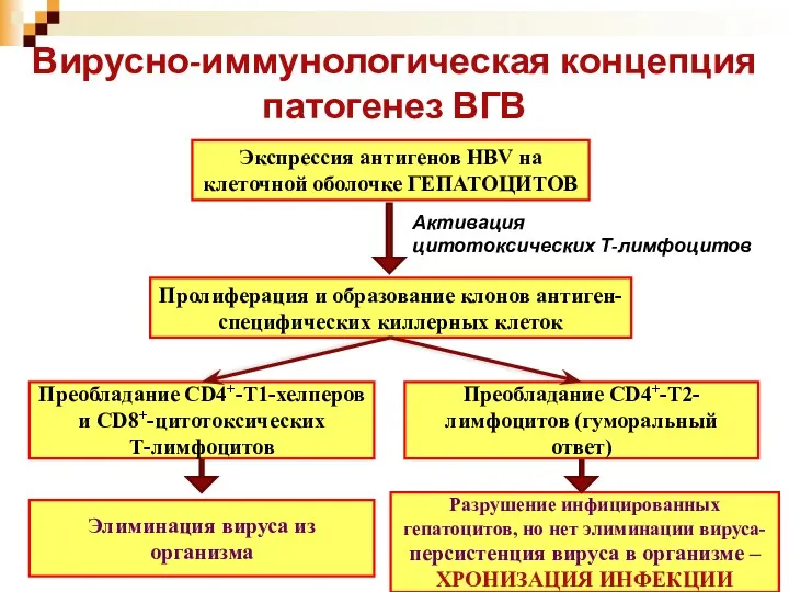 Вирусно-иммунологическая концепция патогенез ВГВ Экспрессия антигенов HBV на клеточной оболочке