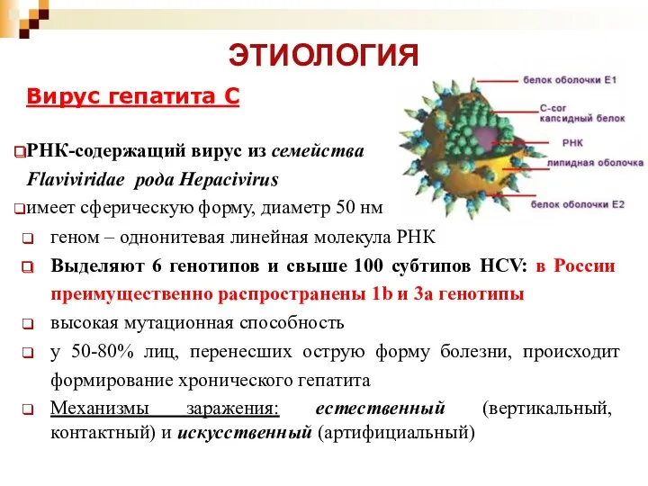 ЭТИОЛОГИЯ Вирус гепатита С РНК-содержащий вирус из семейства Flaviviridae рода