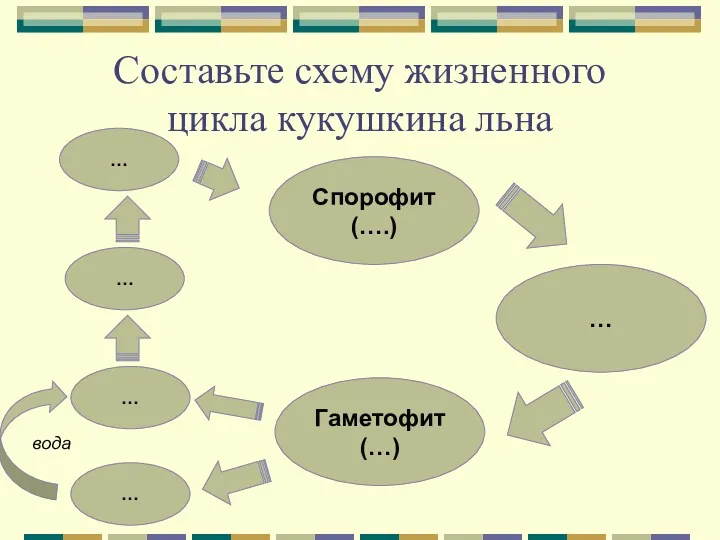 Составьте схему жизненного цикла кукушкина льна Спорофит (….) Гаметофит (…) … … … вода … …