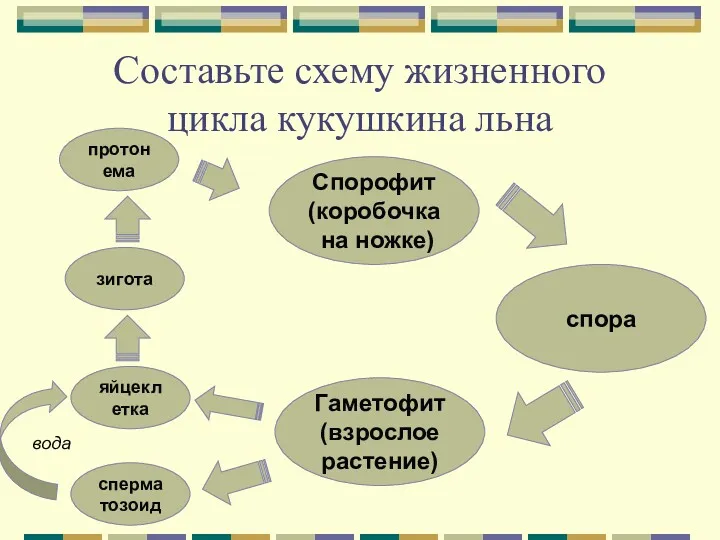 Составьте схему жизненного цикла кукушкина льна Спорофит (коробочка на ножке)