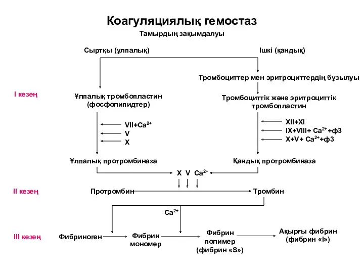 Коагуляциялық гемостаз Тромбоциттер мен эритроциттердің бұзылуы Сыртқы (ұлпалық) Ұлпалық тромбопластин