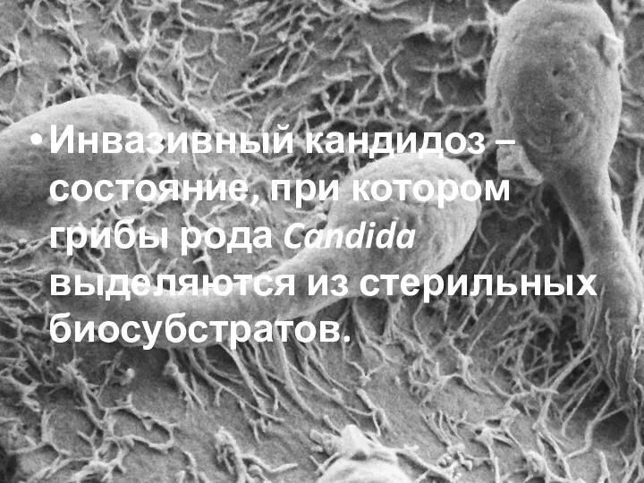 Инвазивный кандидоз –состояние, при котором грибы рода Candida выделяются из стерильных биосубстратов.