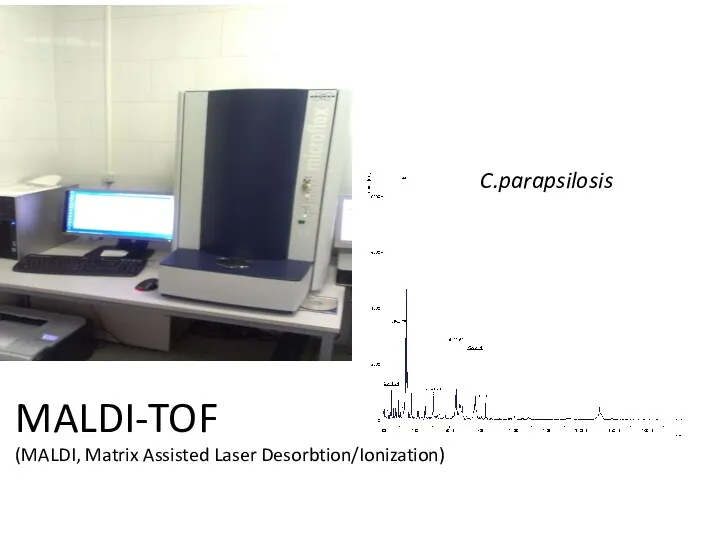 MALDI-TOF (MALDI, Matrix Assisted Laser Desorbtion/Ionization) C.parapsilosis