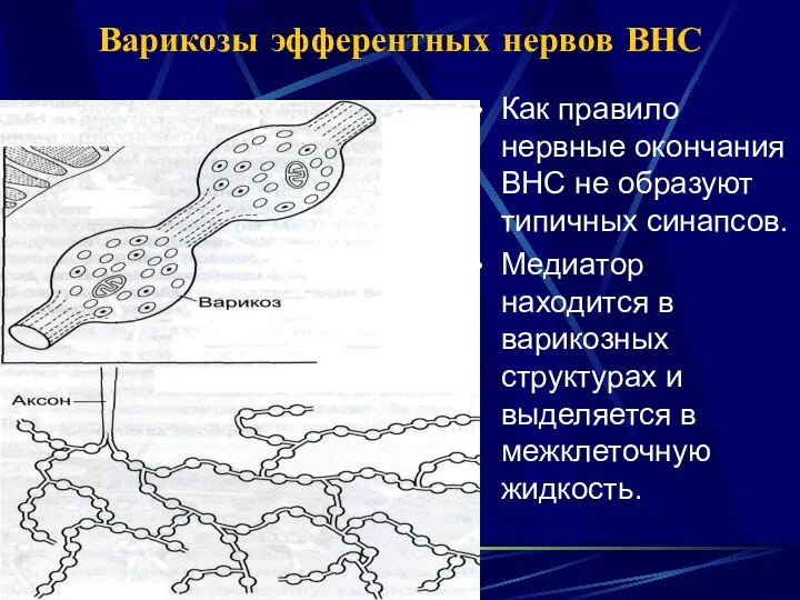 Варикозы эфферентных нервов ВНС Как правило нервные окончания ВНС не