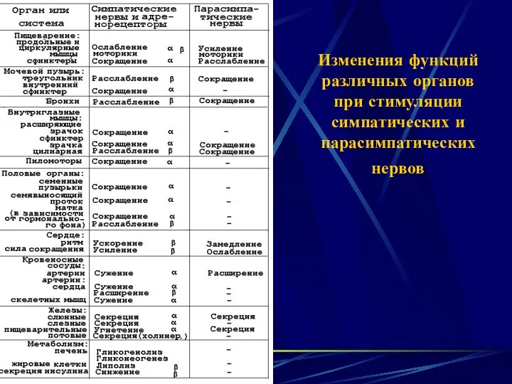 Изменения функций различных органов при стимуляции симпатических и парасимпатических нервов