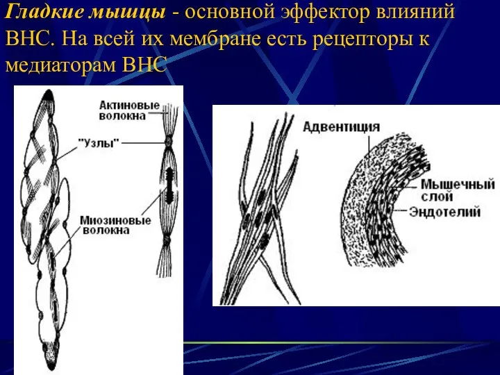 Гладкие мышцы - основной эффектор влияний ВНС. На всей их мембране есть рецепторы к медиаторам ВНС