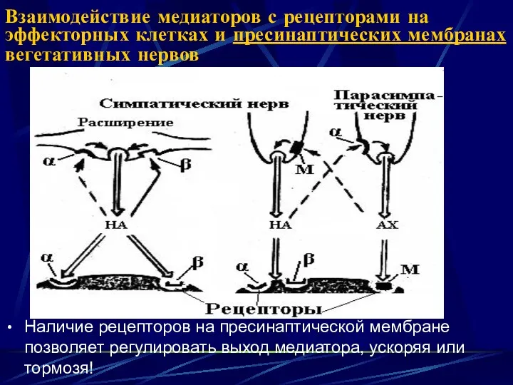 Взаимодействие медиаторов с рецепторами на эффекторных клетках и пресинаптических мембранах