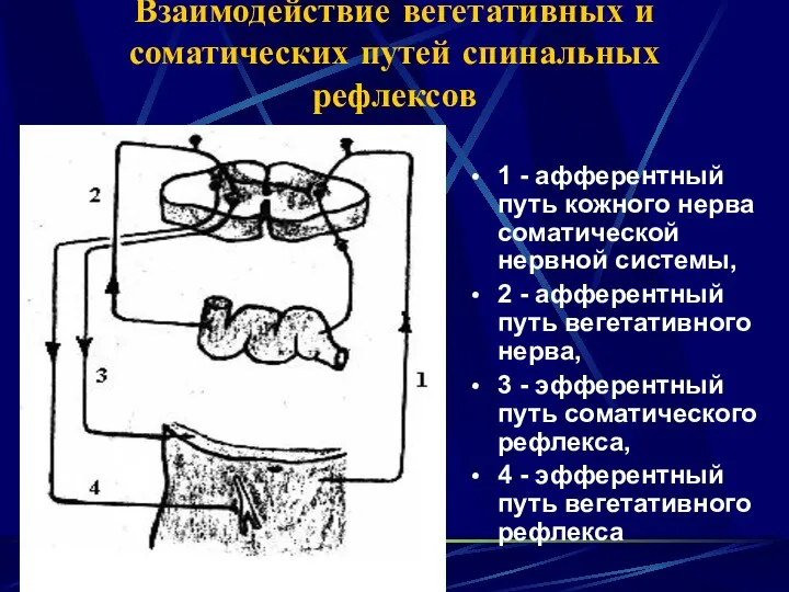 Взаимодействие вегетативных и соматических путей спинальных рефлексов 1 - афферентный