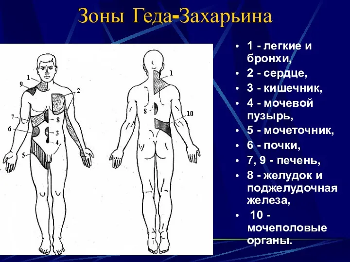 Зоны Геда-Захарьина 1 - легкие и бронхи, 2 - сердце,