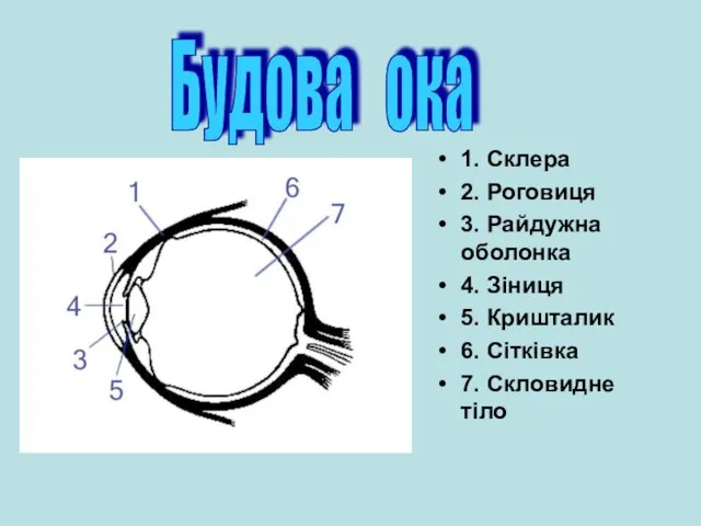 Будова ока 1. Склера 2. Роговиця 3. Райдужна оболонка 4.