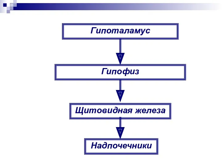 Гипоталамус Гипофиз Щитовидная железа Надпочечники