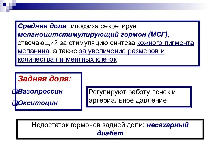 Средняя доля гипофиза секретирует меланоцитстимулирующий гормон (МСГ), отвечающий за стимуляцию