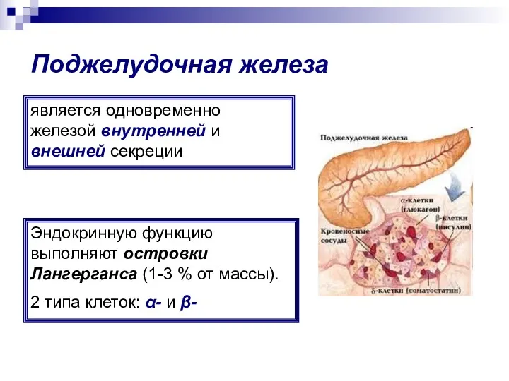 Поджелудочная железа является одновременно железой внутренней и внешней секреции Эндокринную