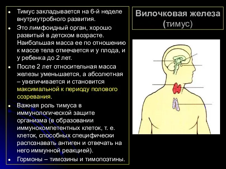 Вилочковая железа (тимус) Тимус закладывается на 6-й неделе внутриутробного развития.