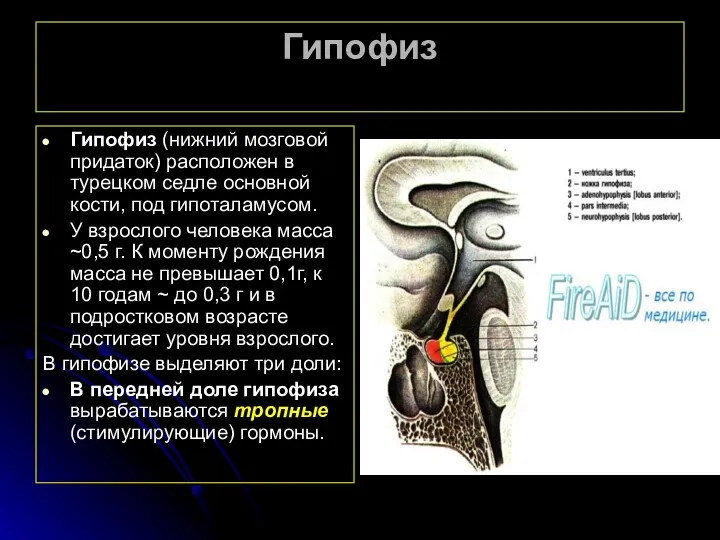 Гипофиз Гипофиз (нижний мозговой придаток) расположен в турецком седле основной