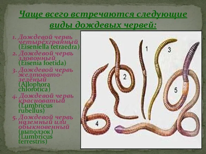 1. Дождевой червь четырёхгранный (Eiseniella tetraedra) 2. Дождевой червь зловонный