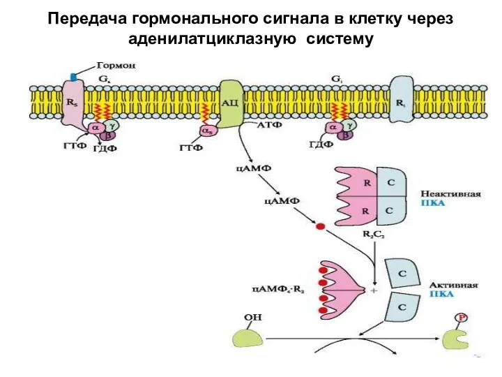 Передача гормонального сигнала в клетку через аденилатциклазную систему