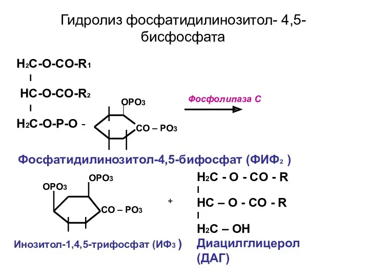 Гидролиз фосфатидилинозитол- 4,5-бисфосфата H2С-O-CO-R1 I HС-O-CO-R2 I H2С-O-P-O - CO