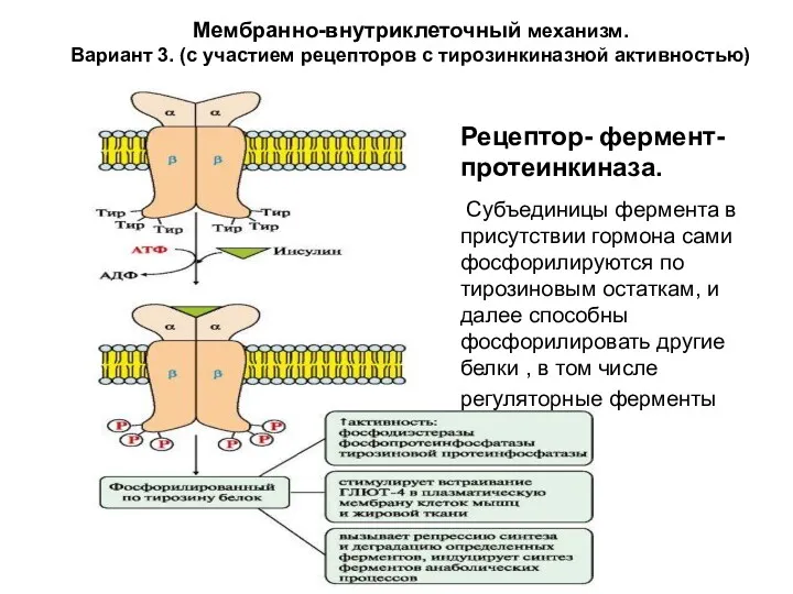 Мембранно-внутриклеточный механизм. Вариант 3. (с участием рецепторов с тирозинкиназной активностью)
