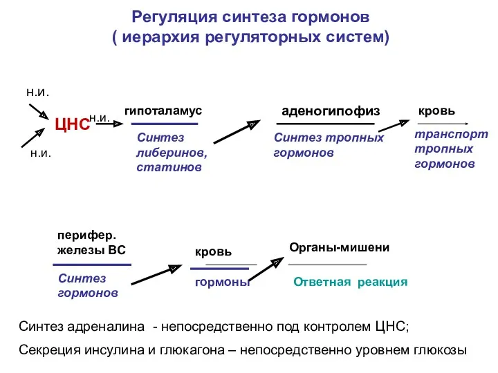 Регуляция синтеза гормонов ( иерархия регуляторных систем) ЦНС гипоталамус Синтез