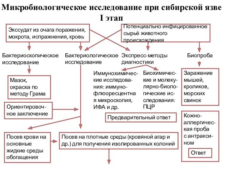 Микробиологическое исследование при сибирской язве I этап Экссудат из очага