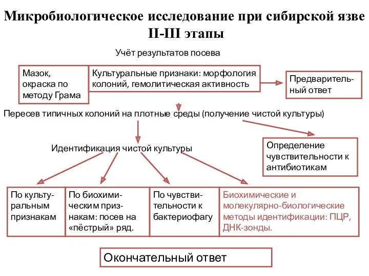 Микробиологическое исследование при сибирской язве II-III этапы Учёт результатов посева