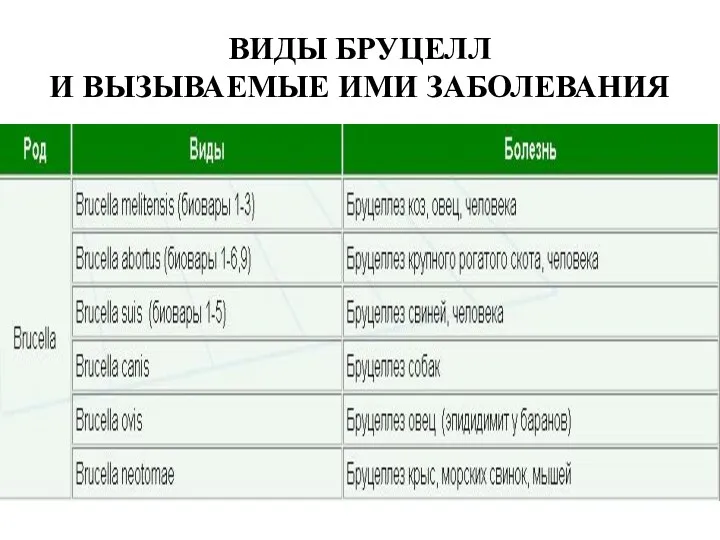 ВИДЫ БРУЦЕЛЛ И ВЫЗЫВАЕМЫЕ ИМИ ЗАБОЛЕВАНИЯ