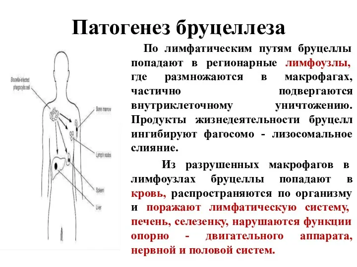 Патогенез бруцеллеза По лимфатическим путям бруцеллы попадают в регионарные лимфоузлы,