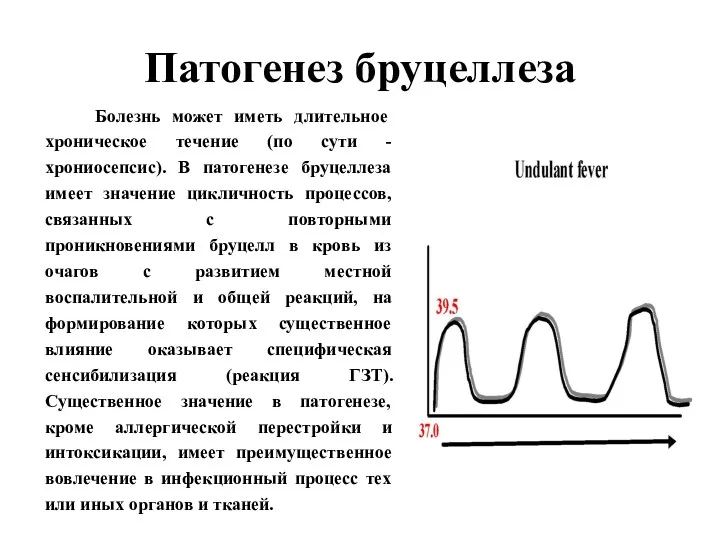 Патогенез бруцеллеза Болезнь может иметь длительное хроническое течение (по сути