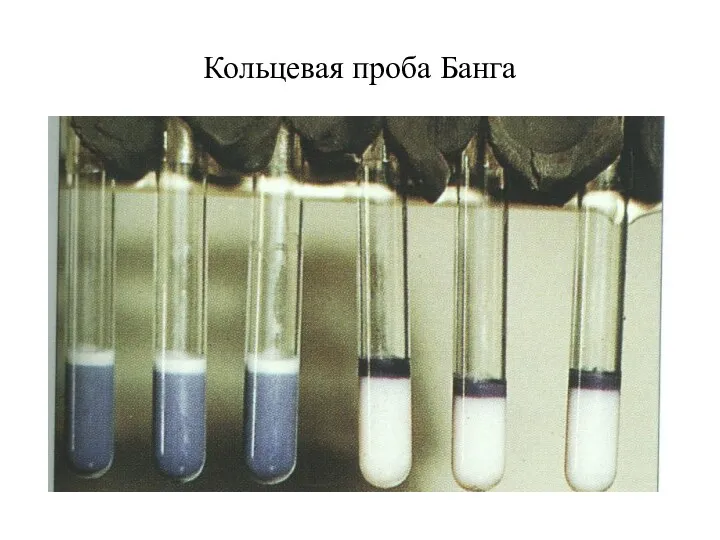 Кольцевая проба Банга