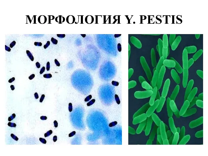 МОРФОЛОГИЯ Y. PESTIS