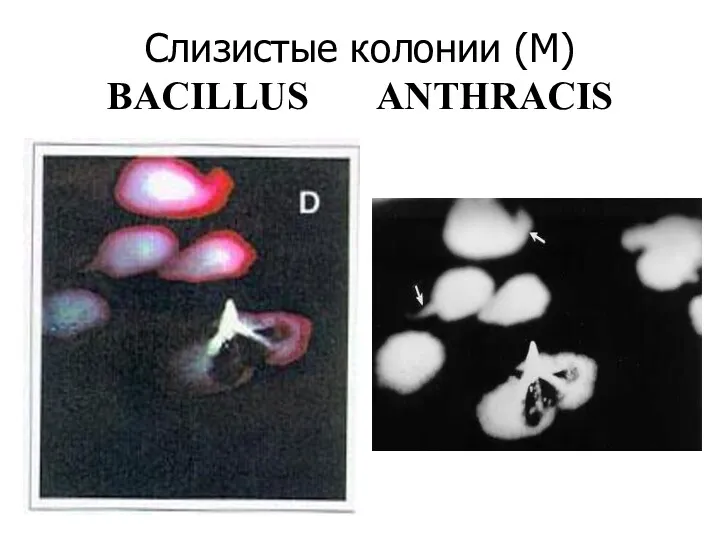 Слизистые колонии (М) BACILLUS ANTHRACIS