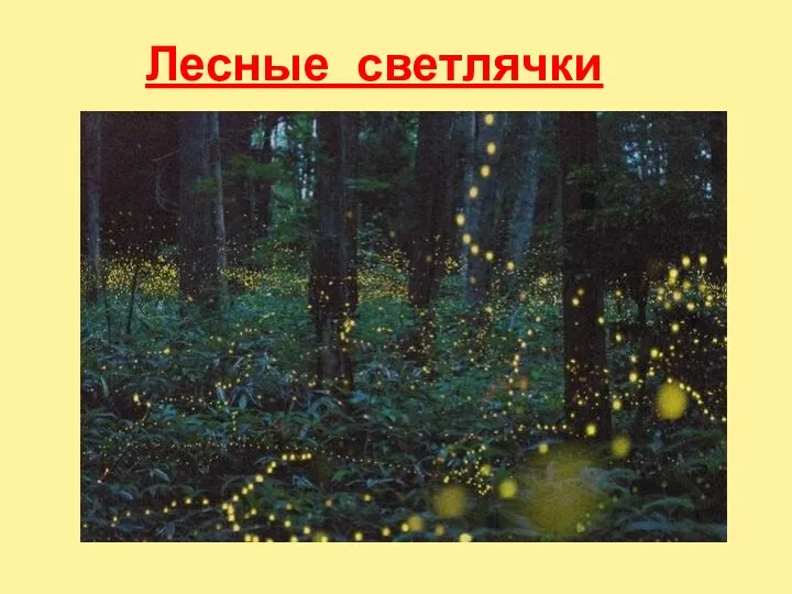 Лесные светлячки