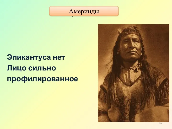 Америнды Эпикантуса нет Лицо сильно профилированное Америнды