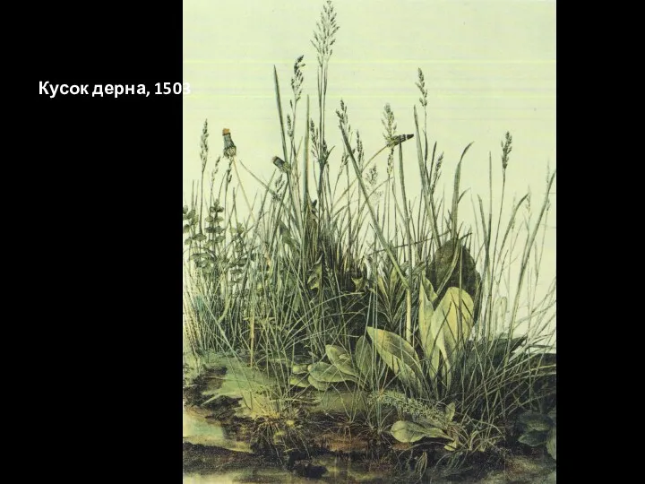 Кусок дерна, 1503