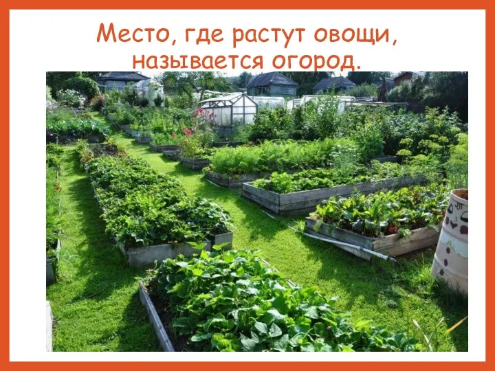 Место, где растут овощи, называется огород.