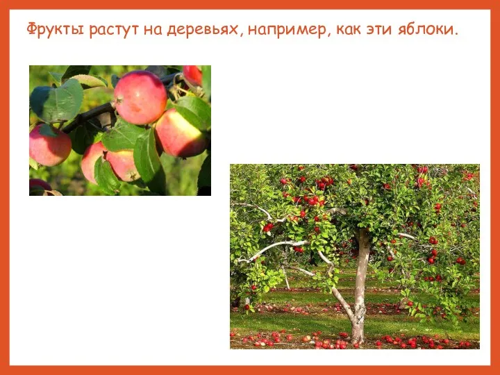Фрукты растут на деревьях, например, как эти яблоки.