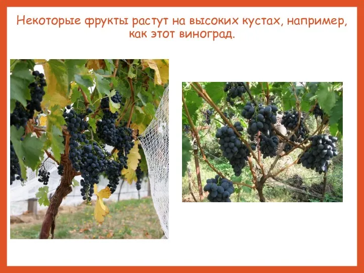 Некоторые фрукты растут на высоких кустах, например, как этот виноград.