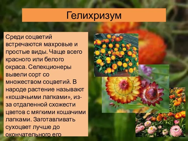 Гелихризум Среди соцветий встречаются махровые и простые виды. Чаще всего красного или белого