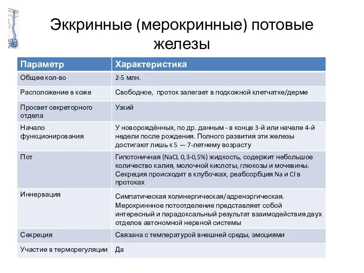 Эккринные (мерокринные) потовые железы