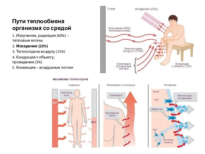 Пути теплообмена организма со средой 1. Излучение, радиация (60%) –