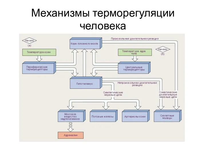 Механизмы терморегуляции человека