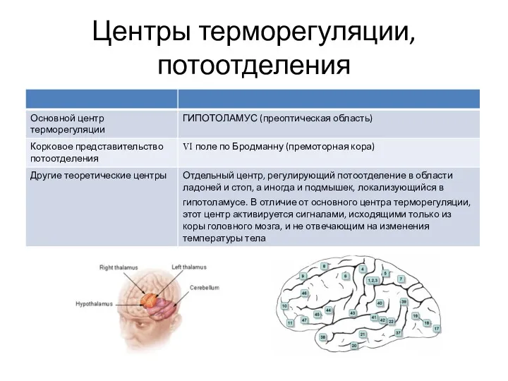 Центры терморегуляции, потоотделения